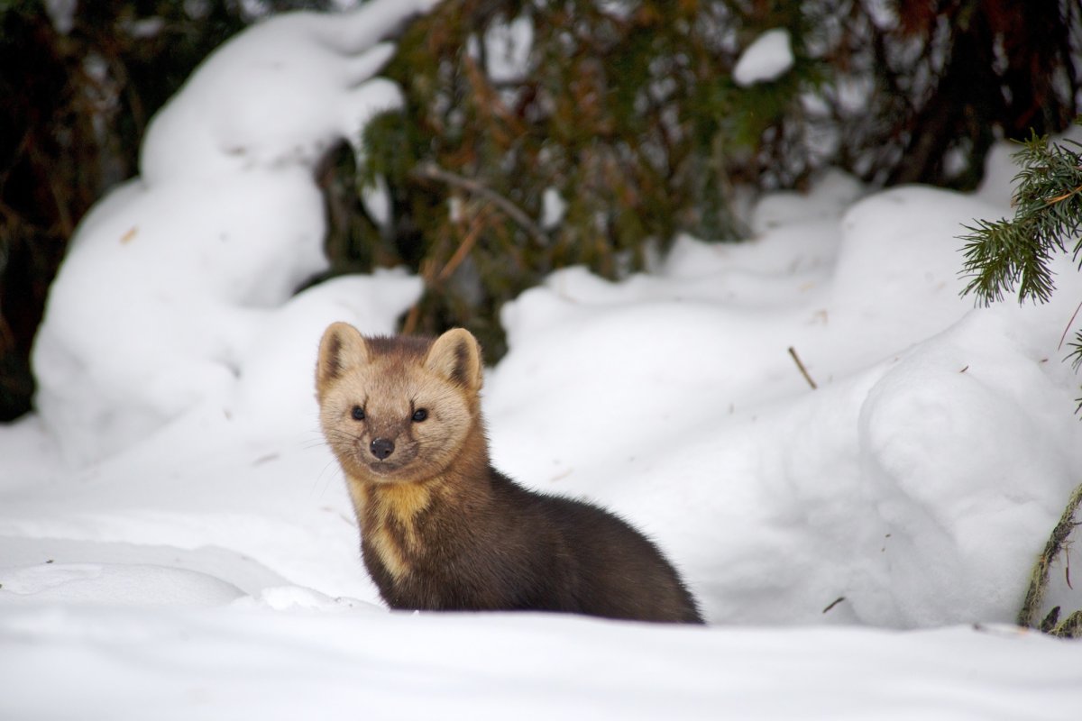 Баргузинский Соболь