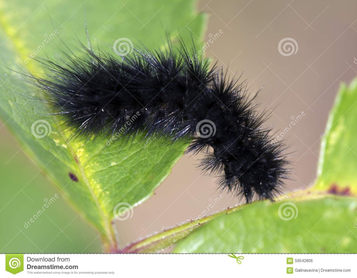 Camptoloma interiorata