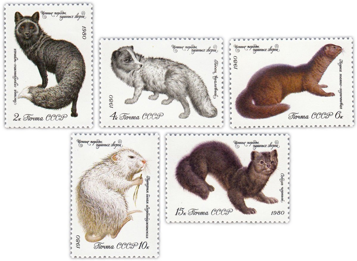 Баргузинский Соболь Байкала