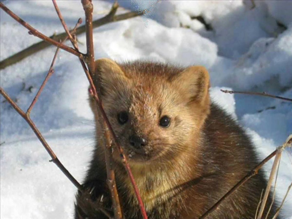 Баргузинский Соболь