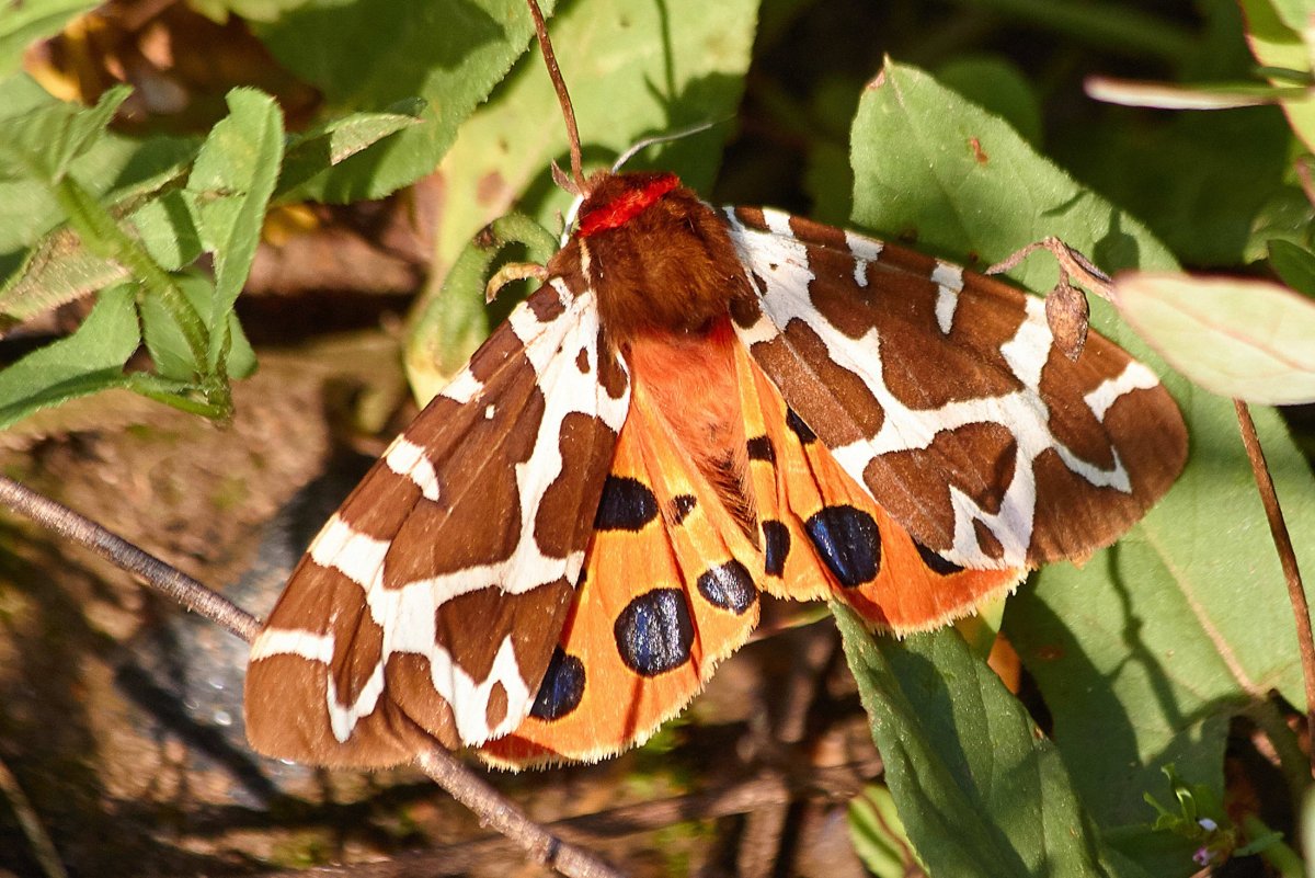 Медведица Кайя куколка