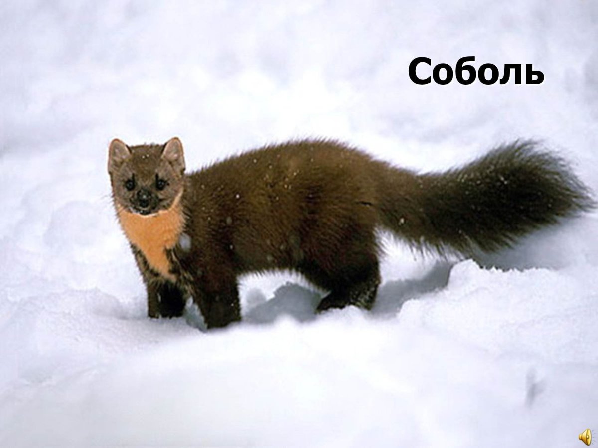 Ласка норка хорёк горностай