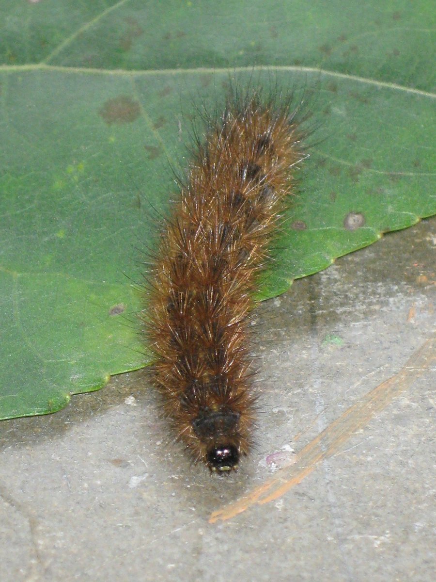Spilosoma lubricipeda