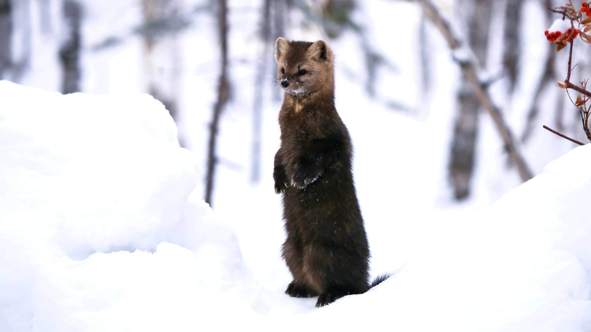 Баргузинский Соболь