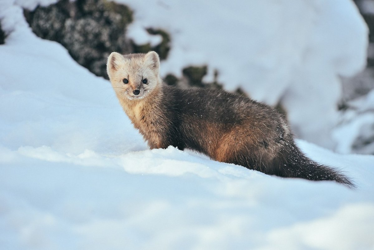 Куница Белогрудка