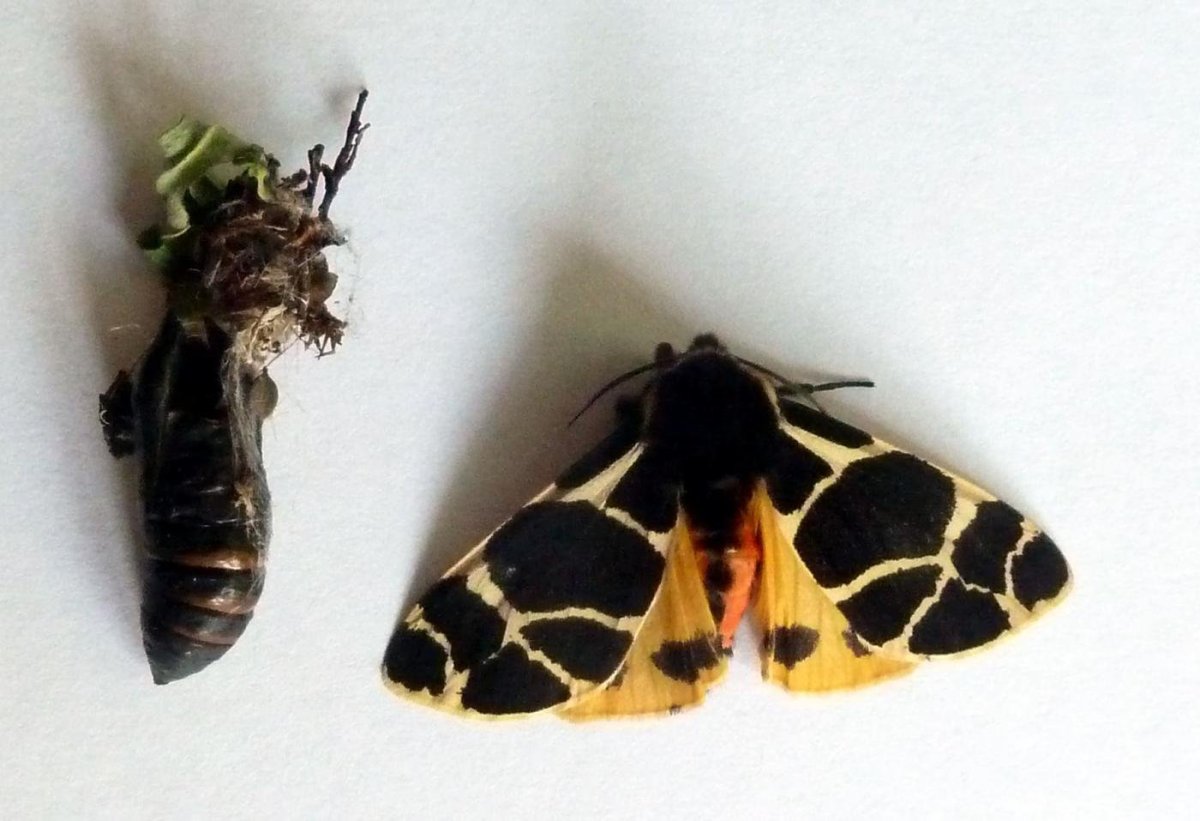 Куколка бабочки медведицы Кайя