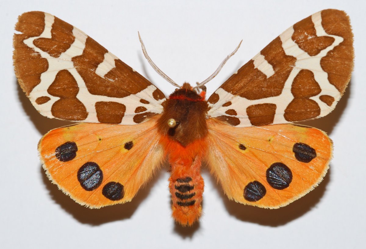 Бабочка Кайа Медведица Кайя