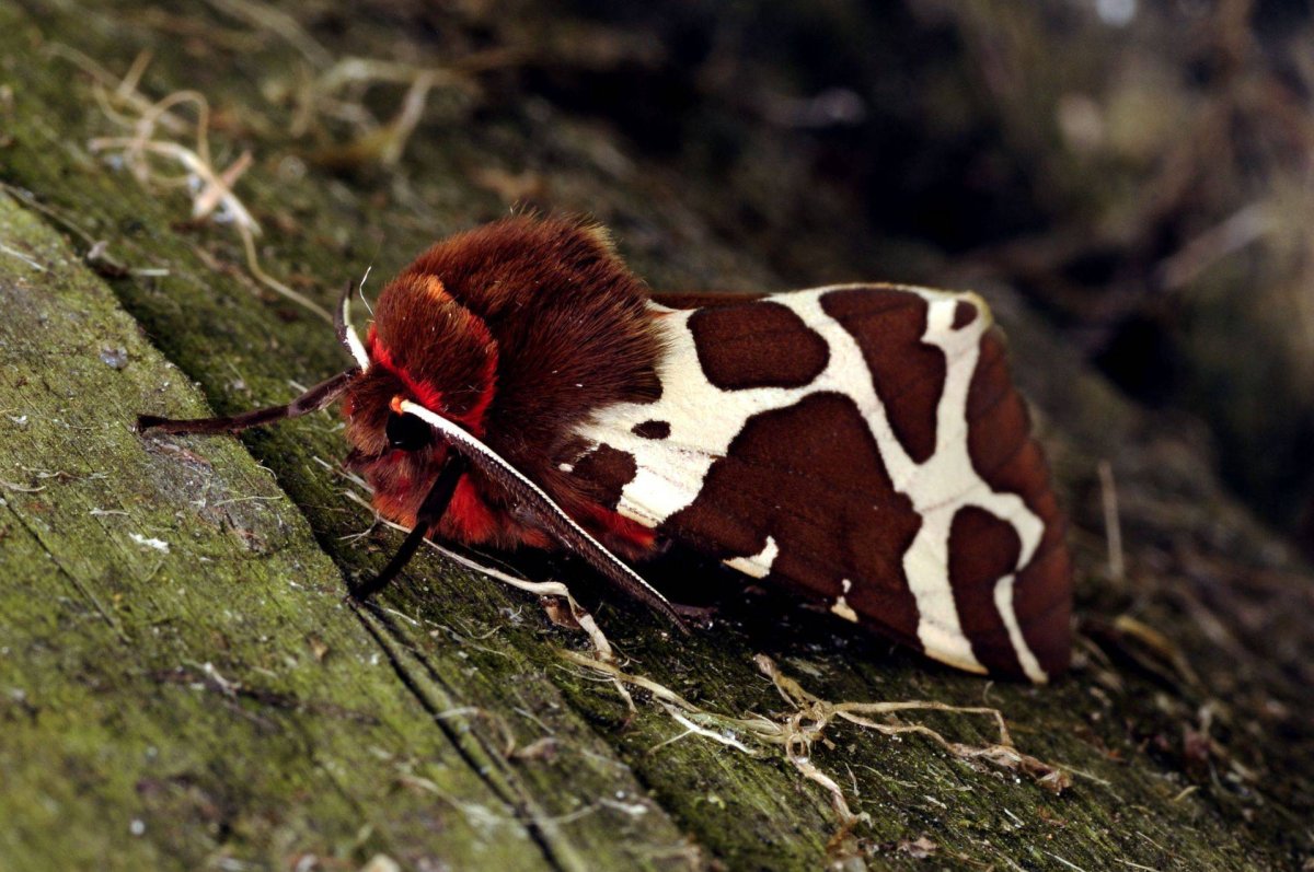 Куколка бабочки медведицы Кайя