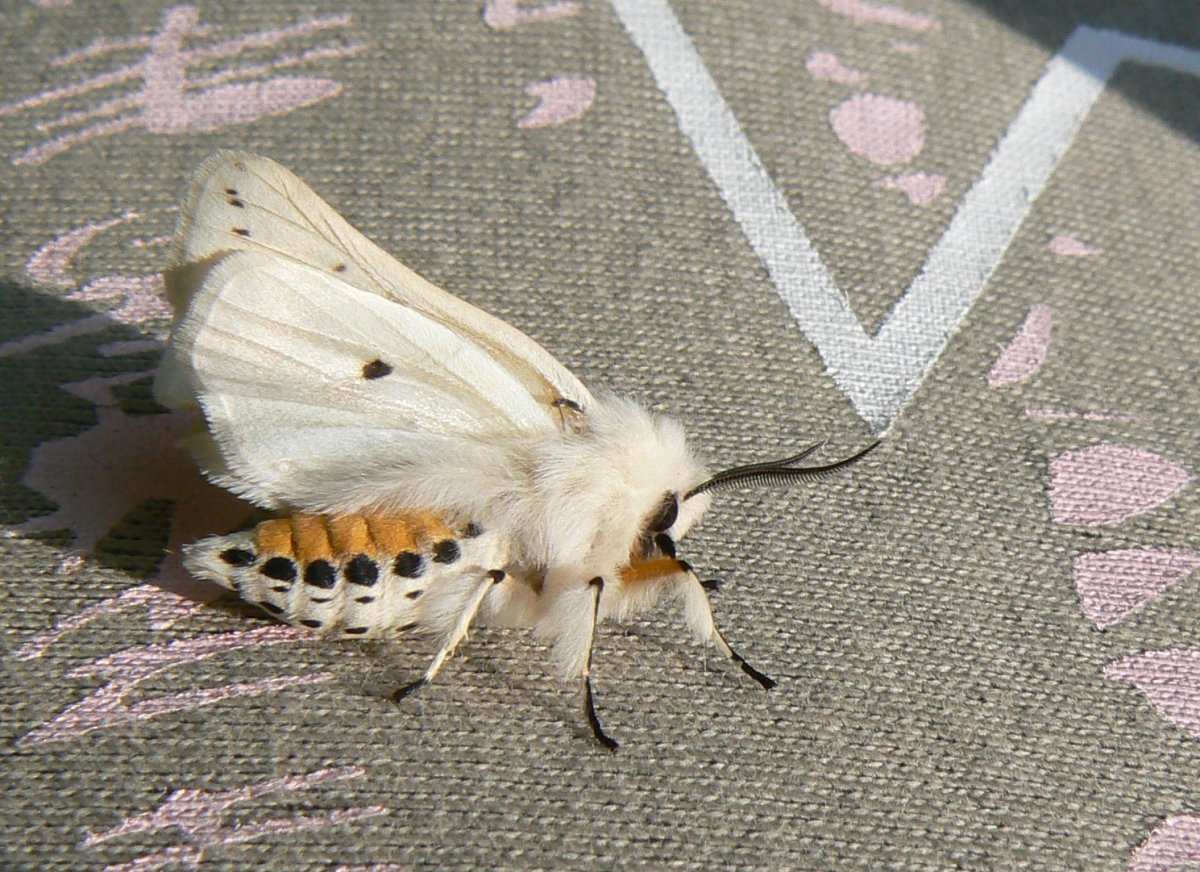 Медведица Кайя бабочка самка