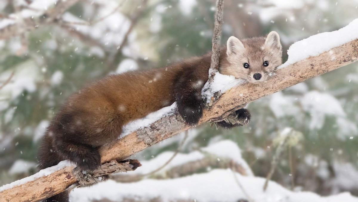 Соболь норка куница