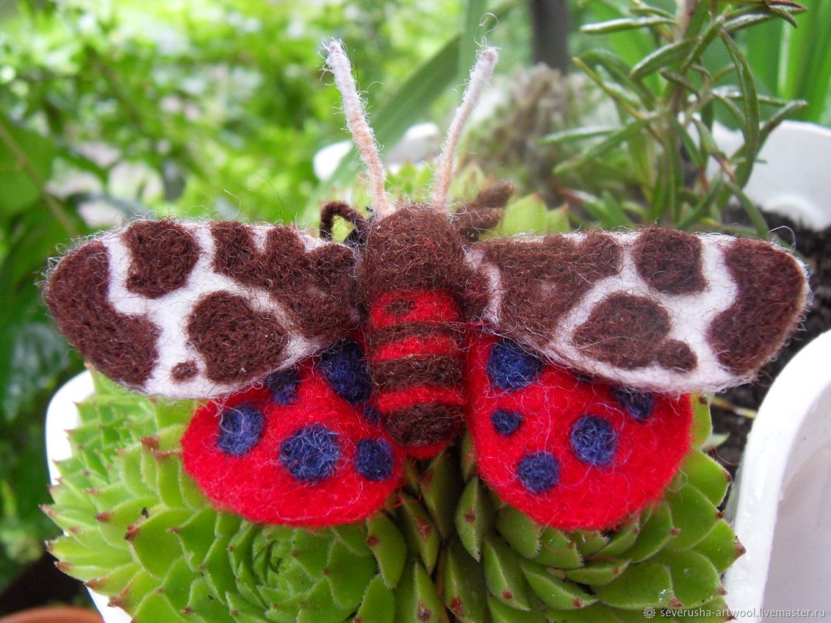 Медведица Кайя