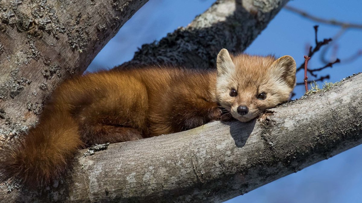 Лесная куница зимой