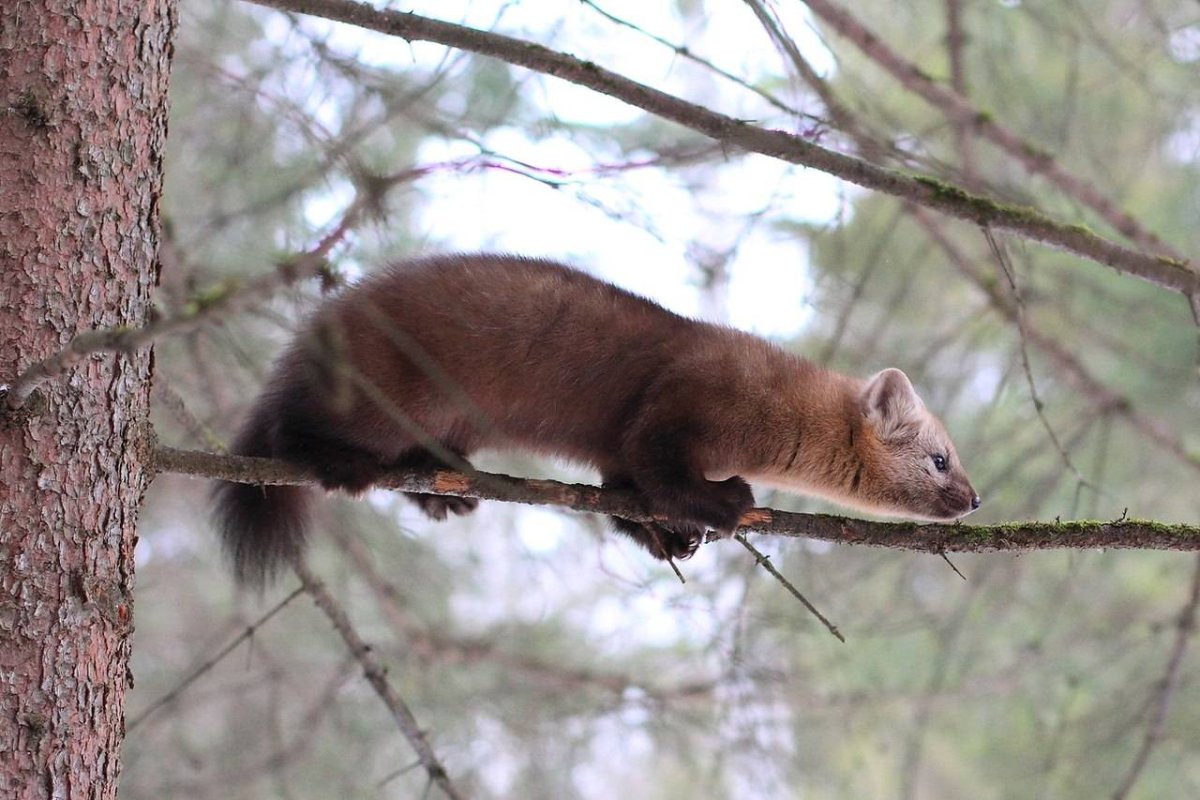 Куница Лесная желтодушка
