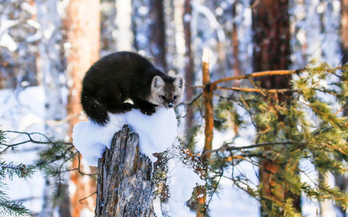 Гибрид соболя и куницы