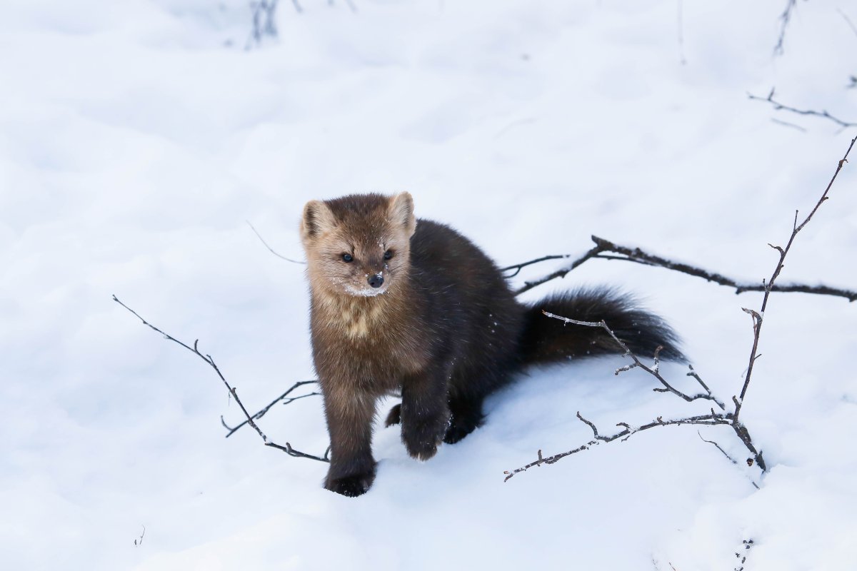 Баргузинский Соболь