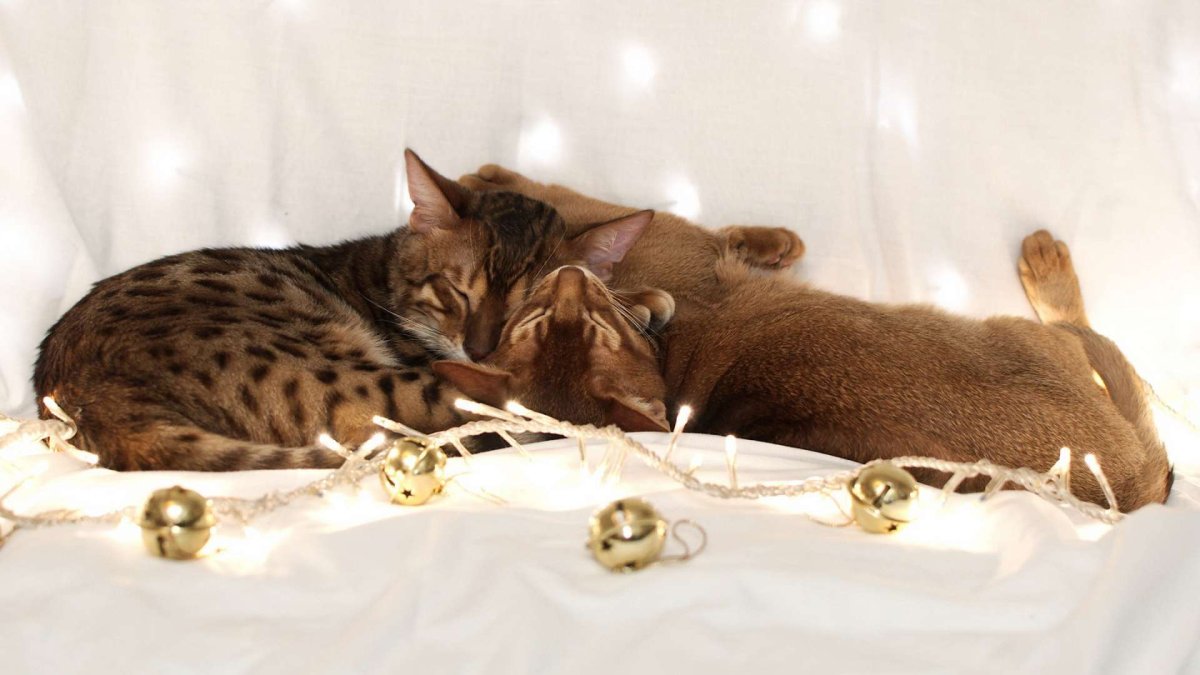 Абиссинская леопардовая кошка