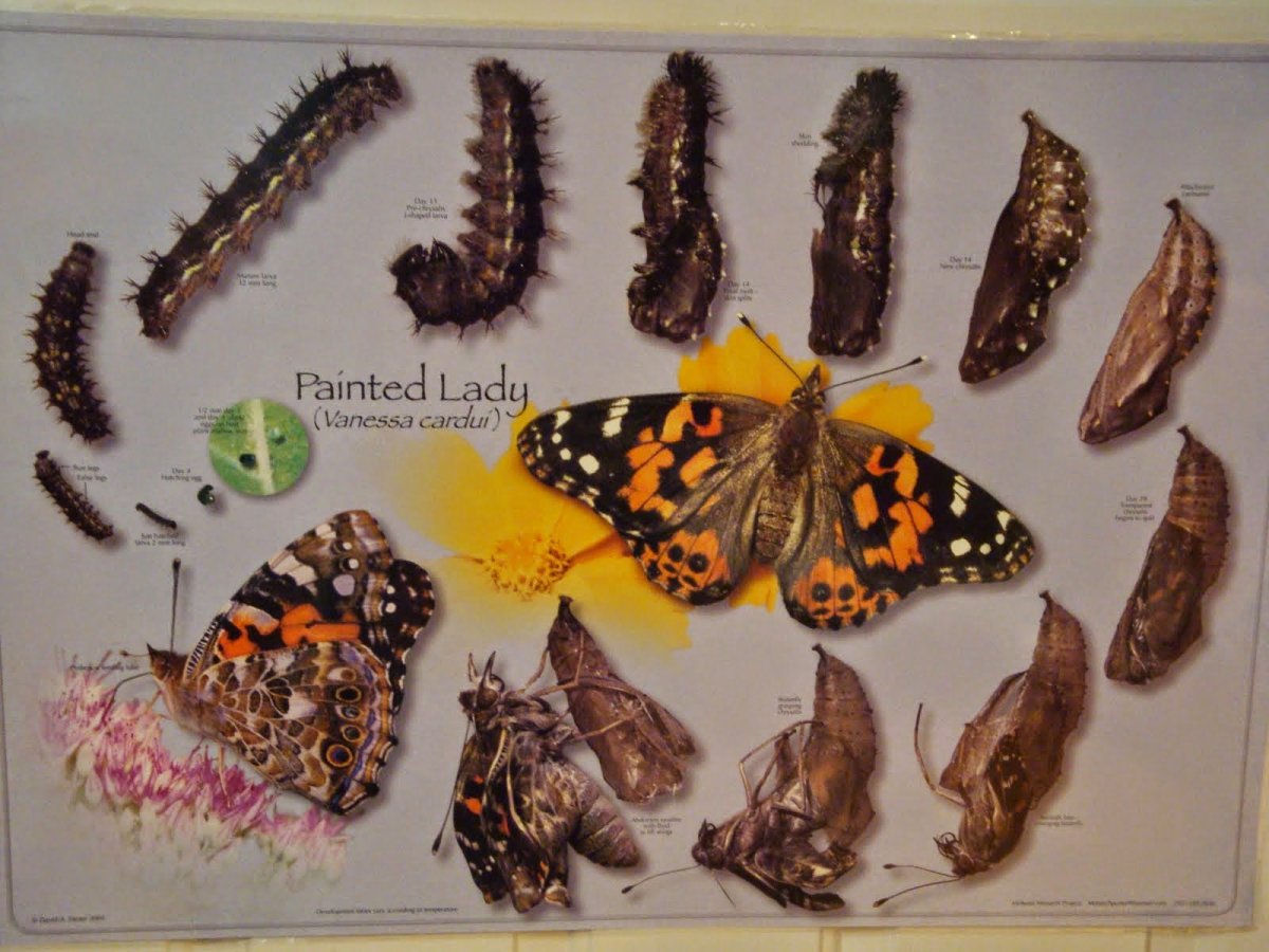 Бабочки Медведица-Кайя (Arctia caja)