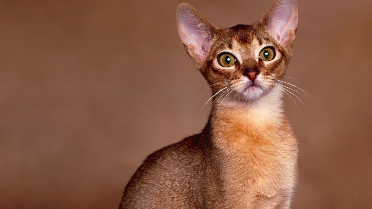 Абиссинские кошки Калико