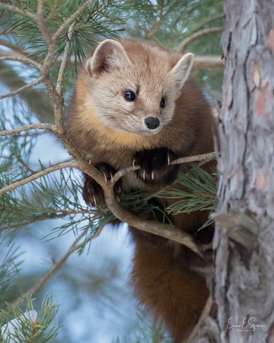 Куница Лесная желтодушка