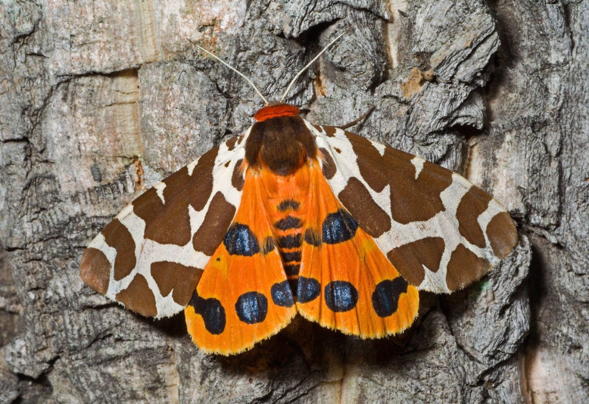 Медведица Кайя бабочка самка