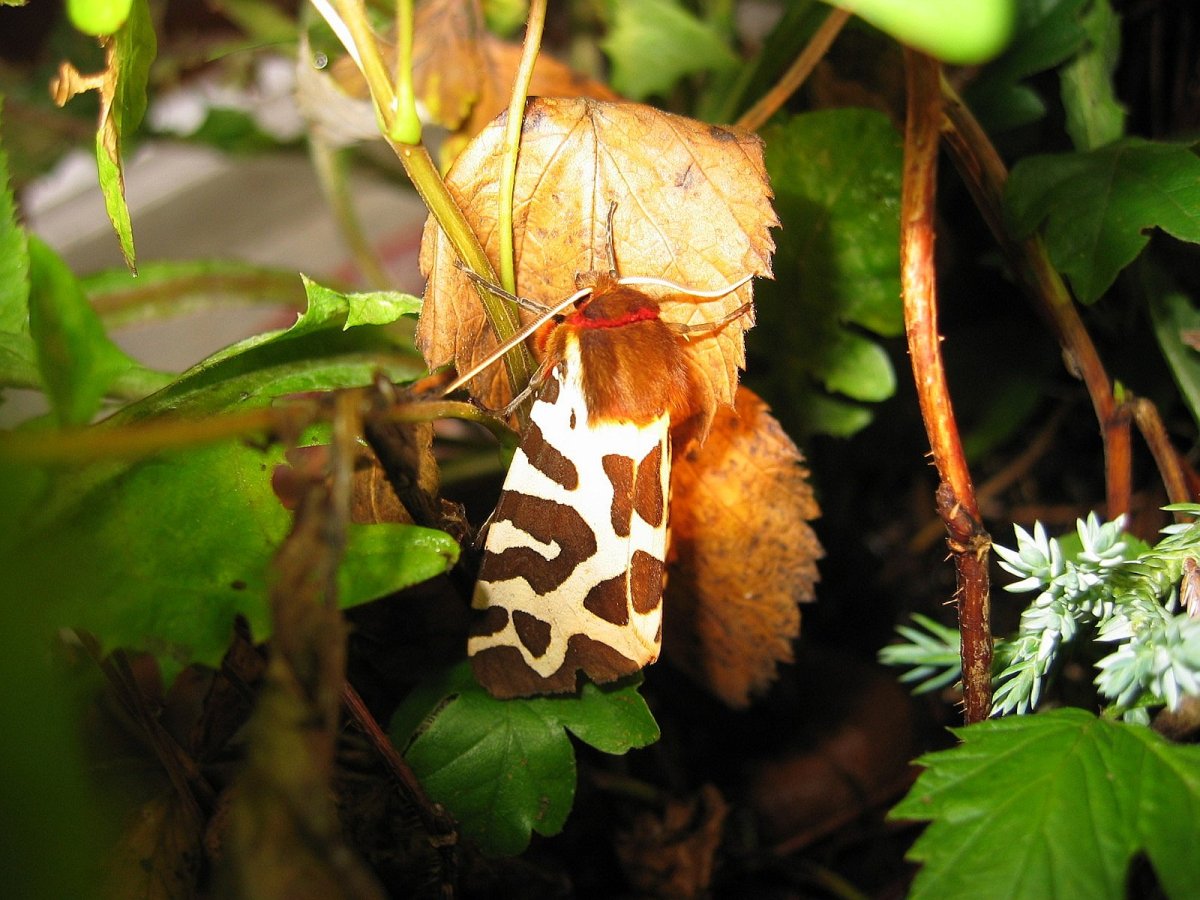 Медведица желтая Arctia Flavia личинки