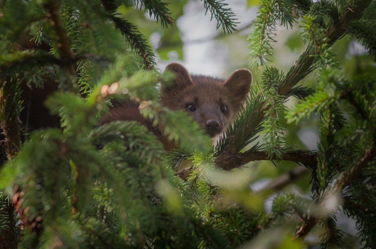 Американская норка (Mustela Vison)