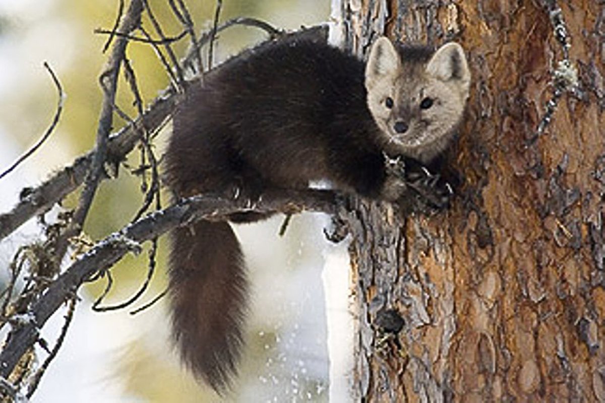 Сусар куница