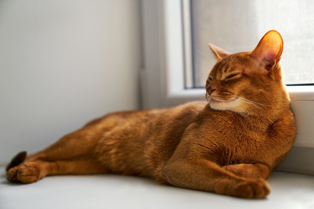 Абиссинская кошка рыжего окраса