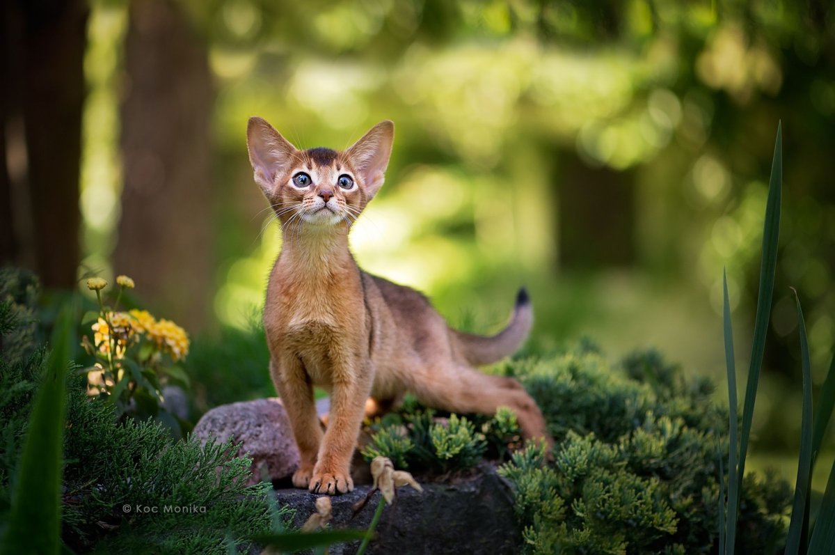 Абиссинский сфинкс