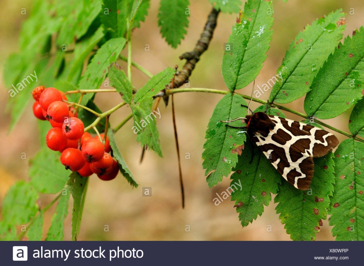 Креатонотос Гангис