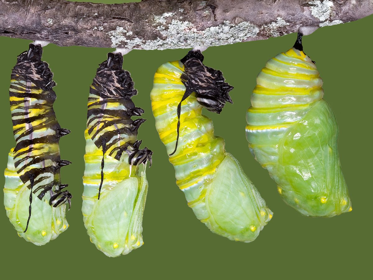 Мишка (из фетра)