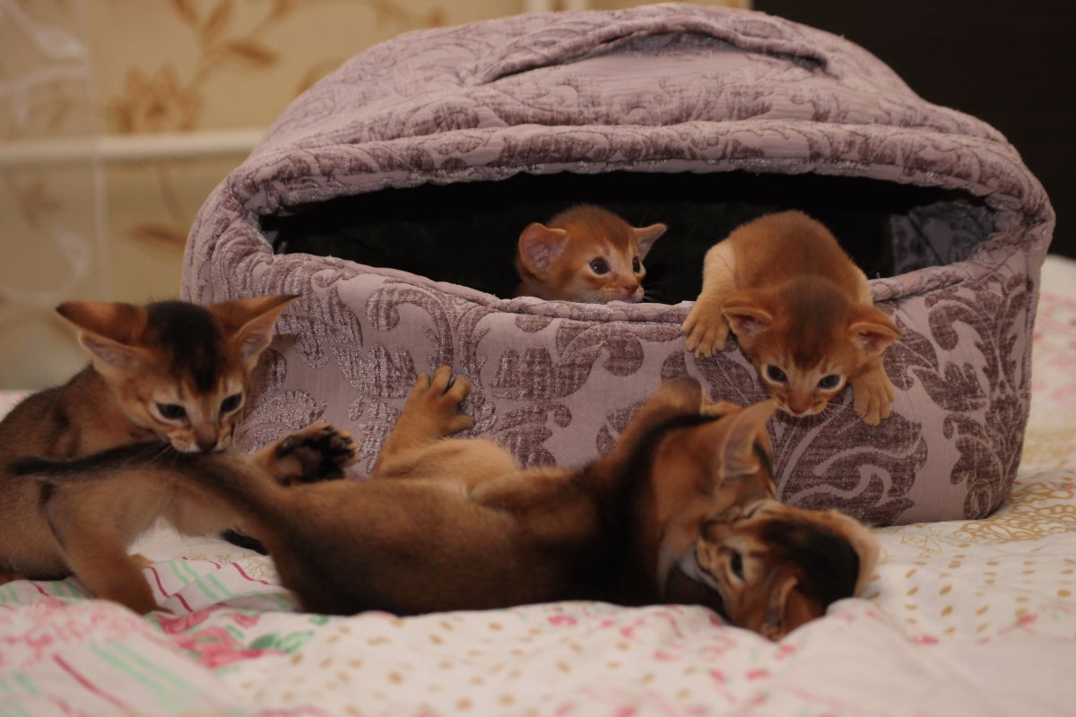 Абиссинская кошка и собака