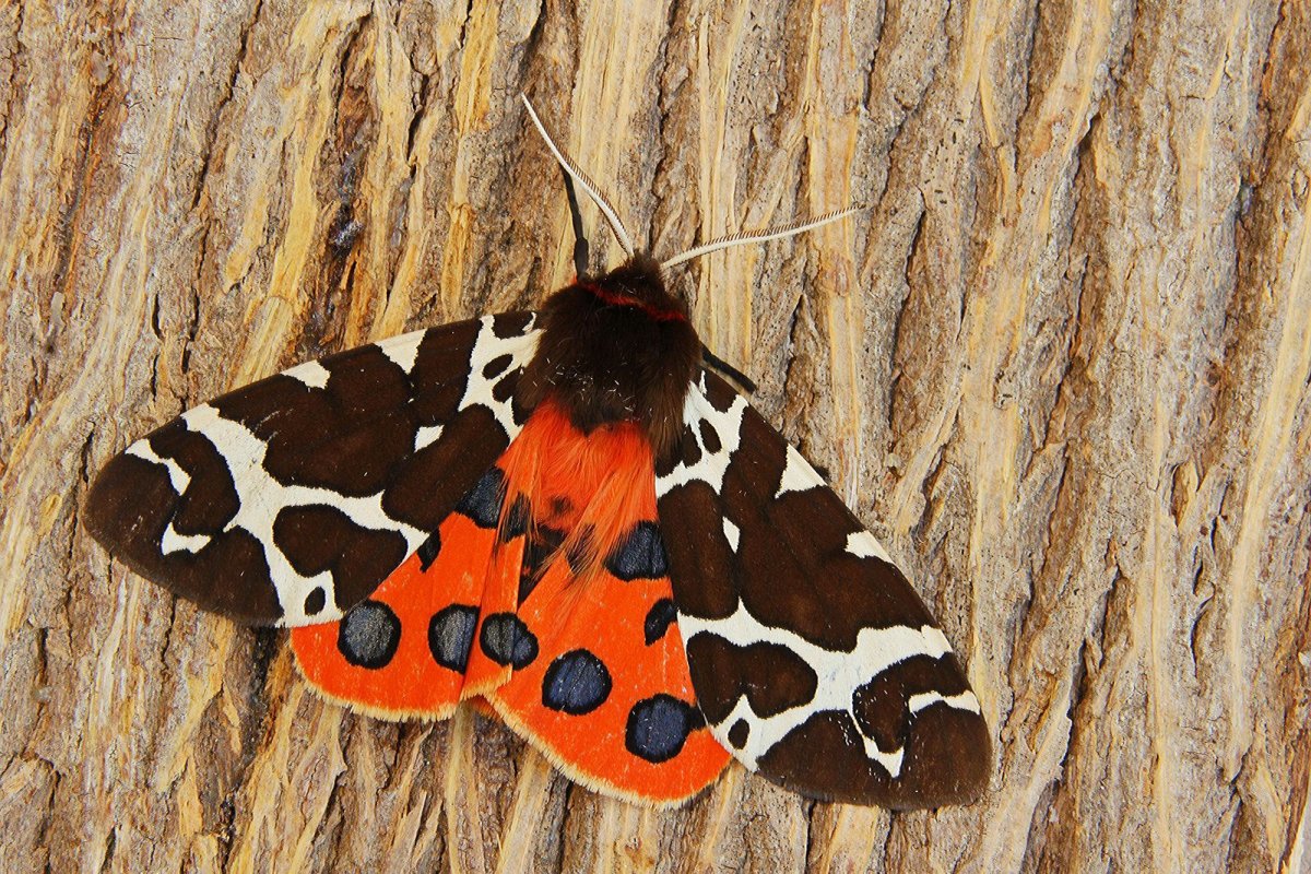 Бабочка Медведица крапчатая гусеница