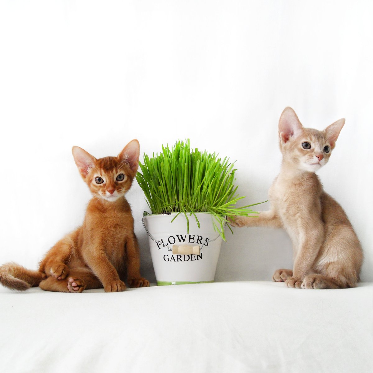 Кошки маленькие Абиссинские