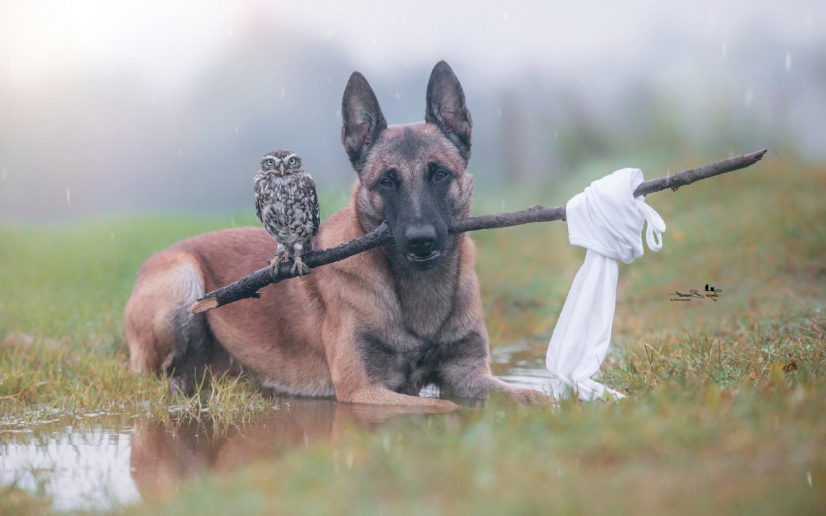 Малинуа белая