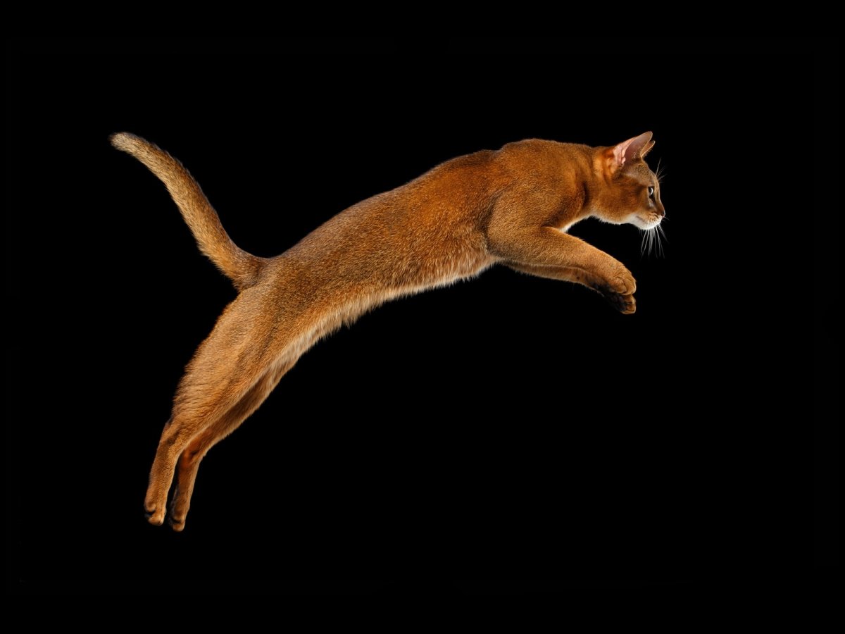 Абиссинский кот вид сбоку