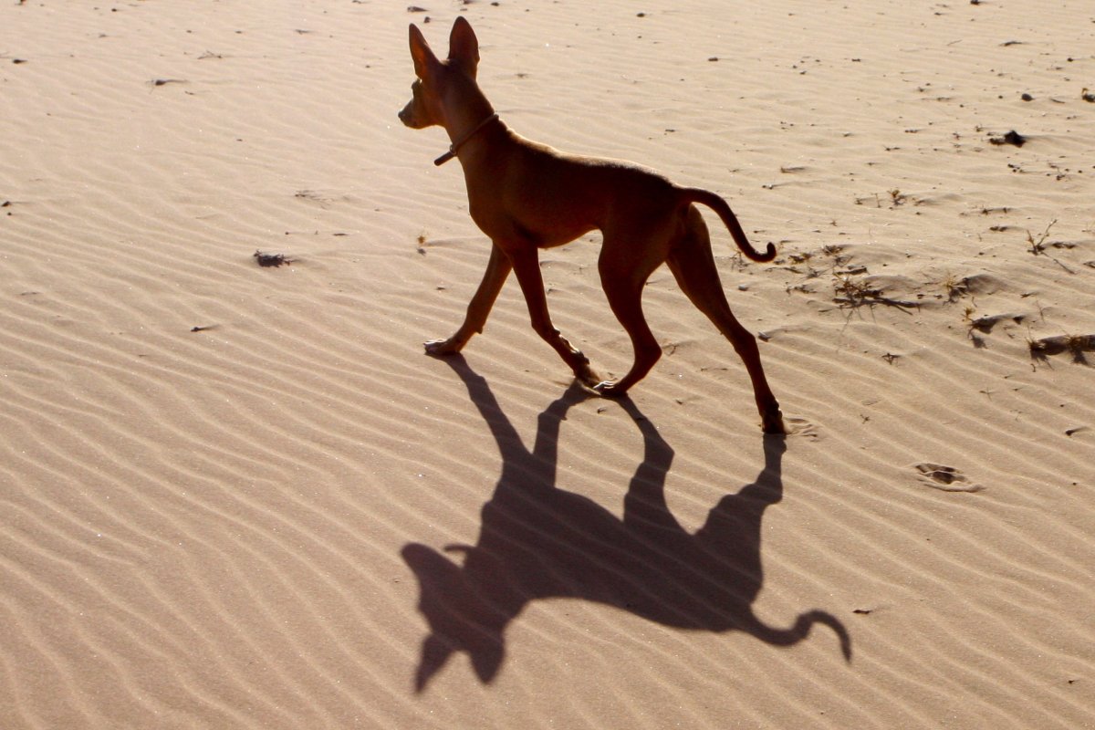 Пустынная собака