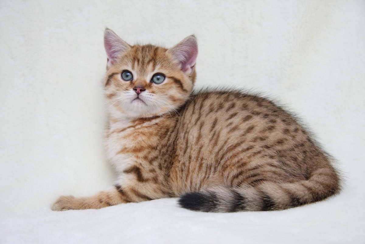 Шотландская короткошерстная табби