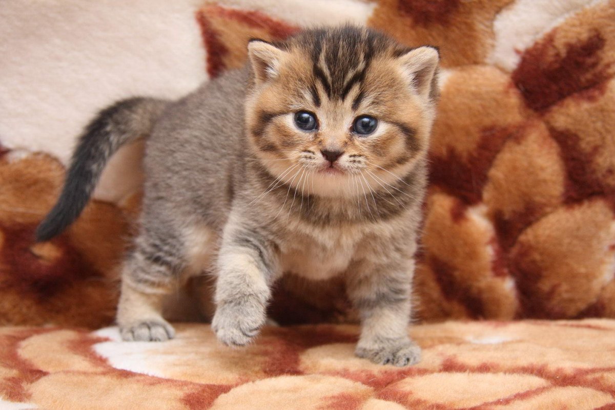 Шотландские котята Браун табби