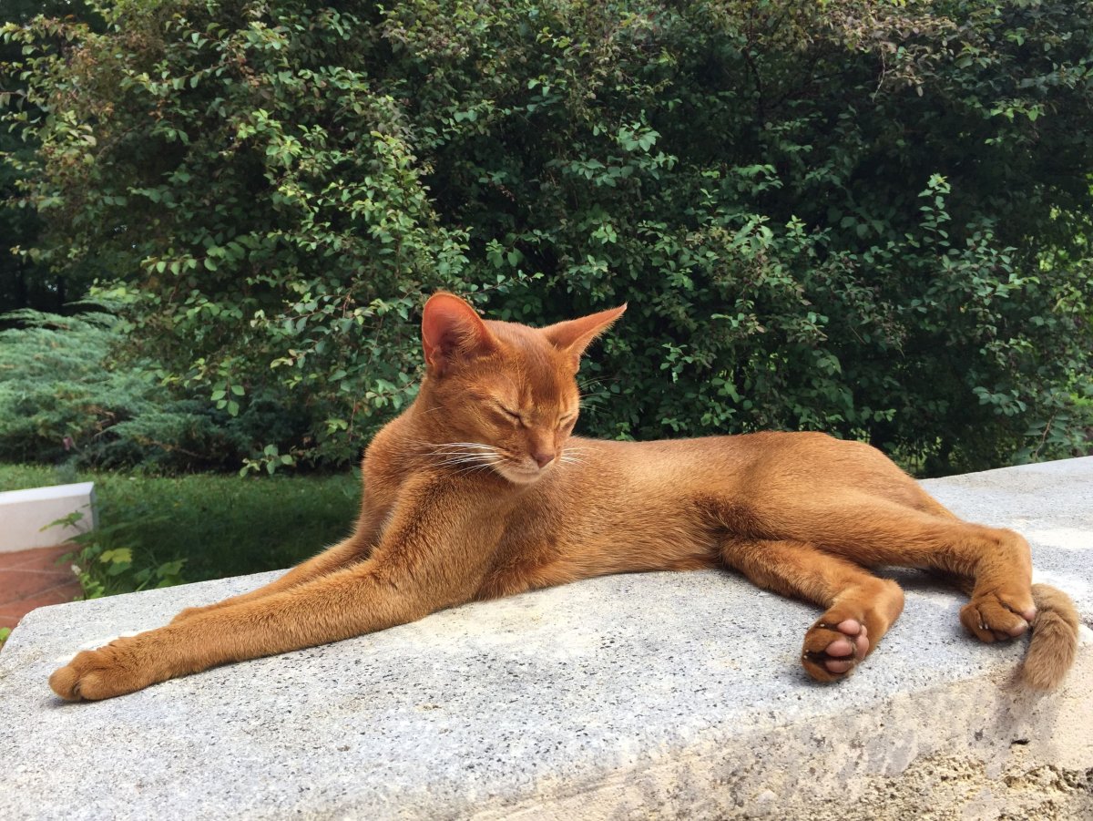 Абиссинская собака