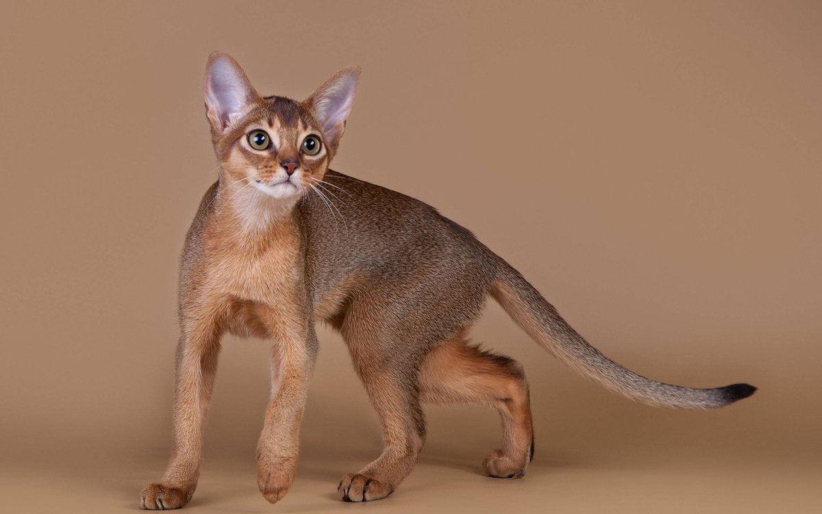 Шиншилла Абиссинская