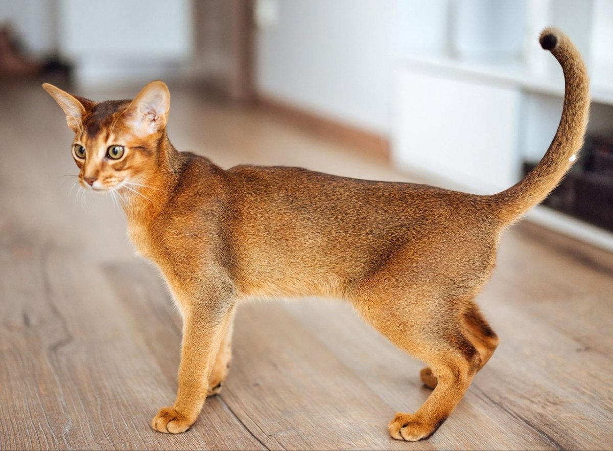 Тикинг у абиссинских кошек