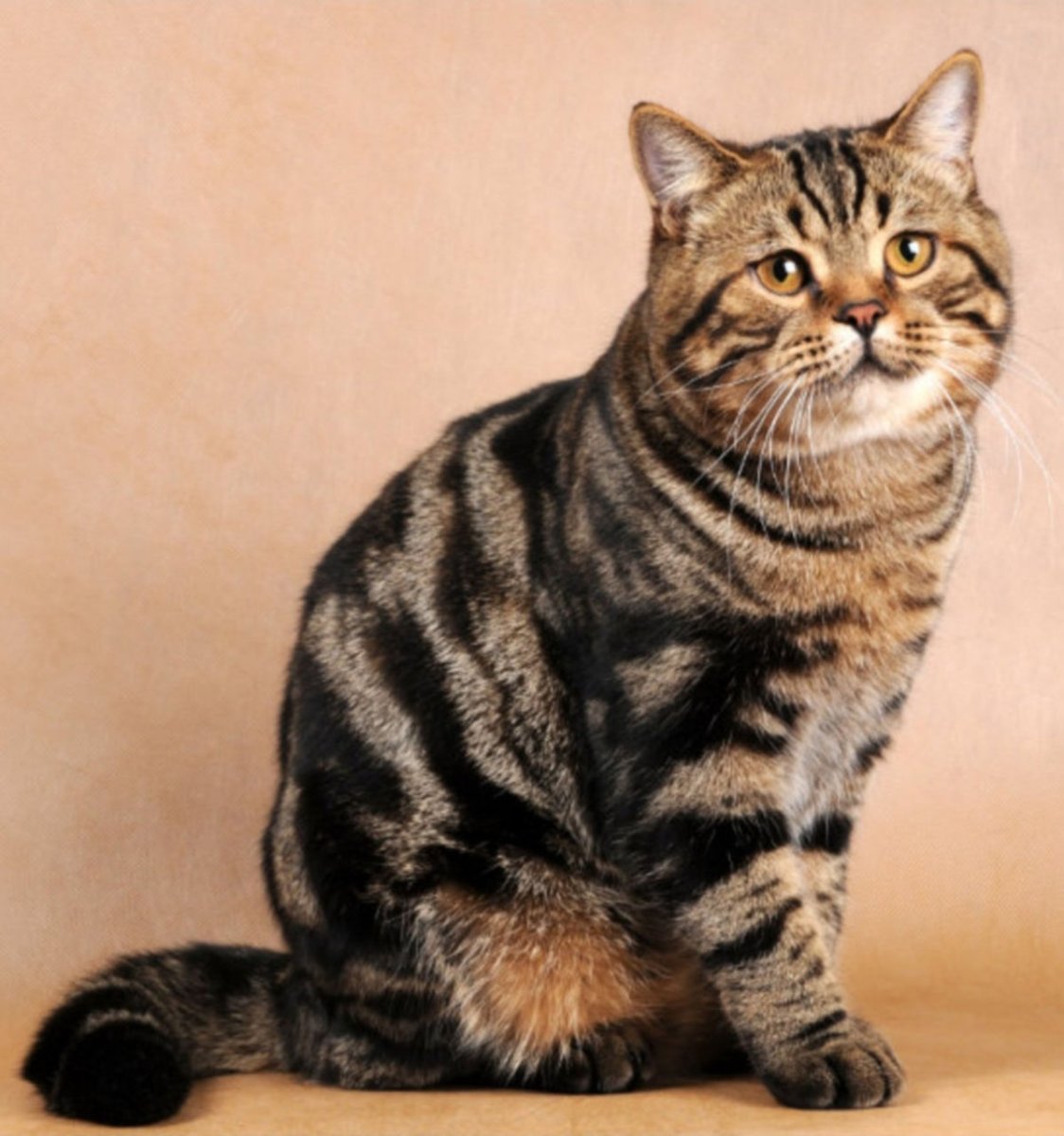 Мраморный табби британец