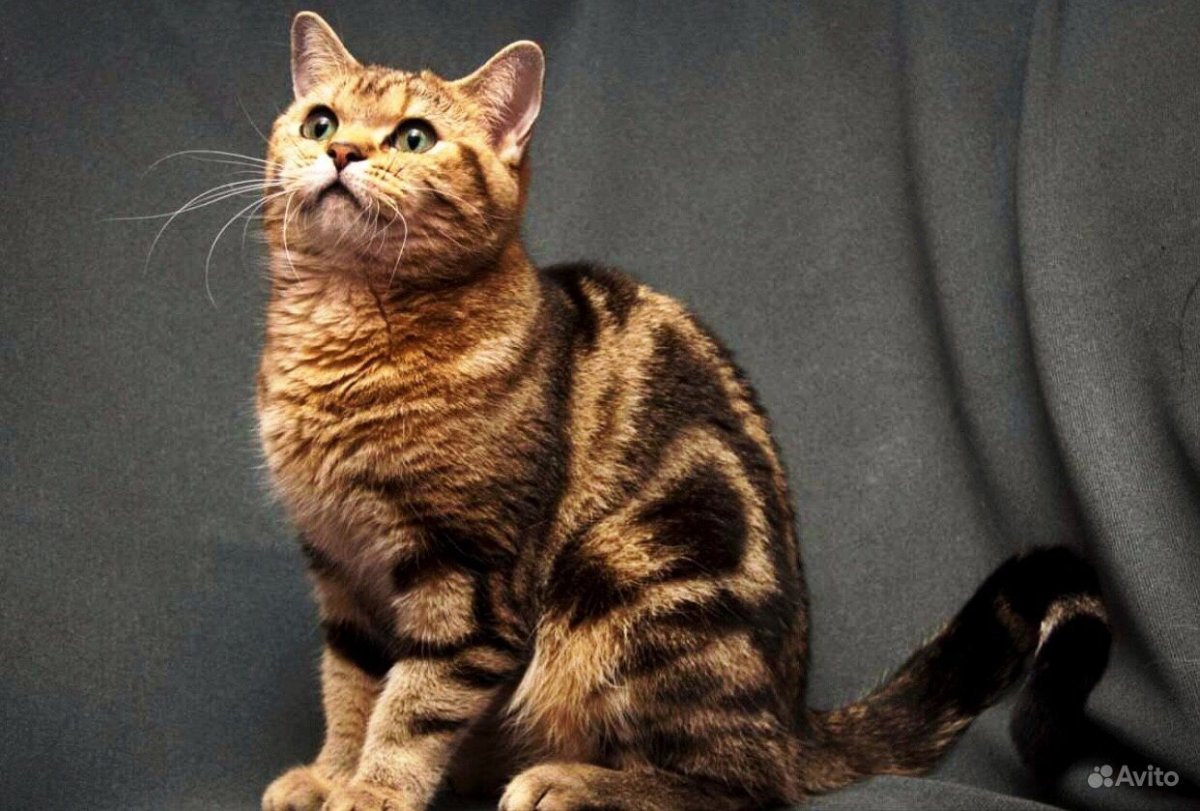 Британская кошка табби