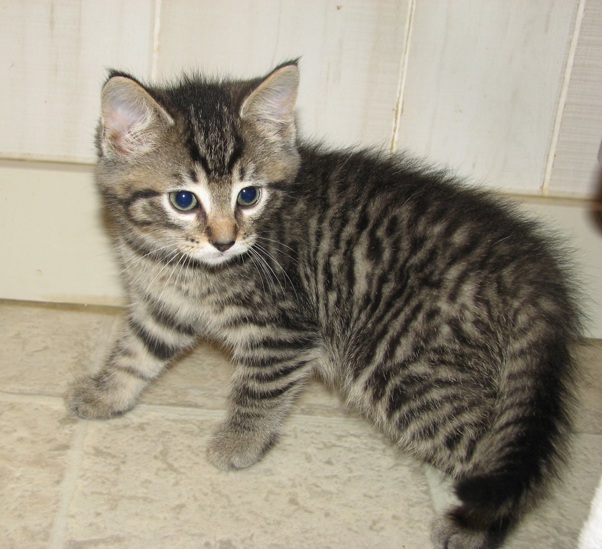 Браун табби