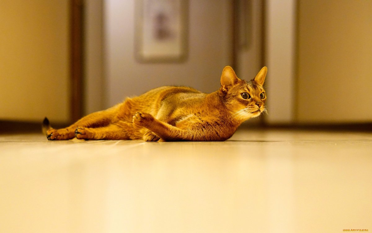 Абиссинская кошка лежит