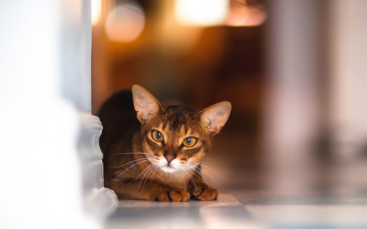 Абиссинская кошка полосатая