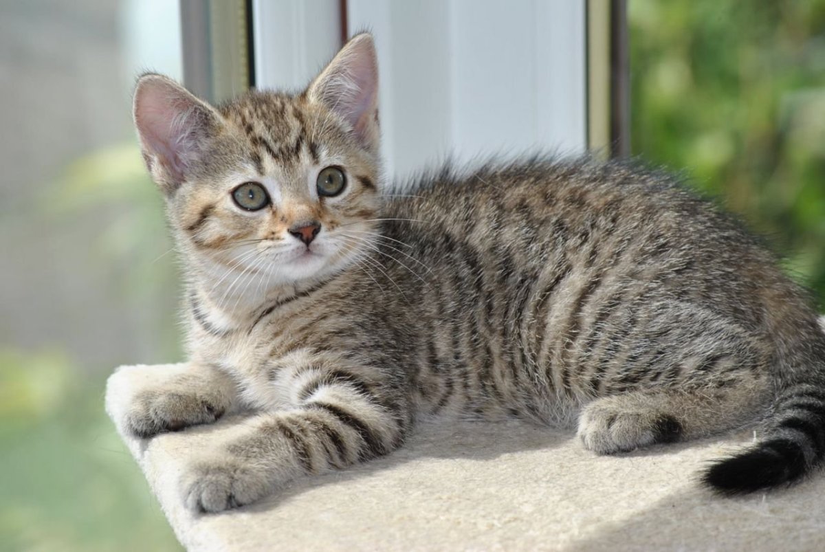 Порода азиатская табби