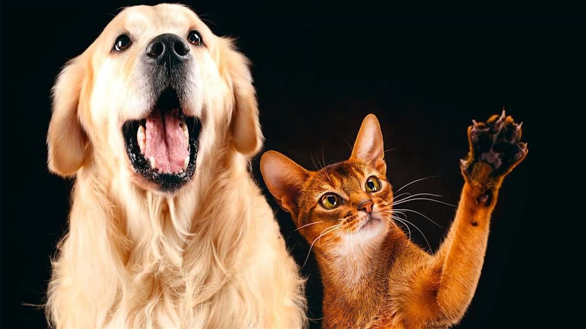 Лабрадор и Абиссинская кошка