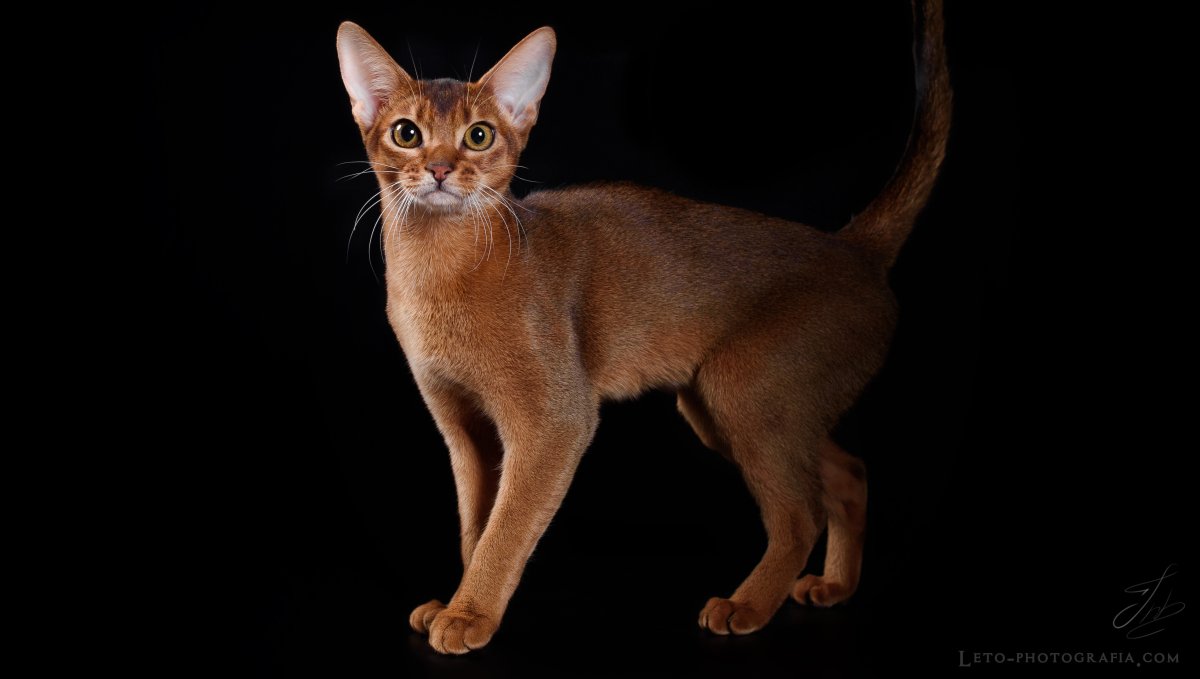 Египетская кошка Абиссинская